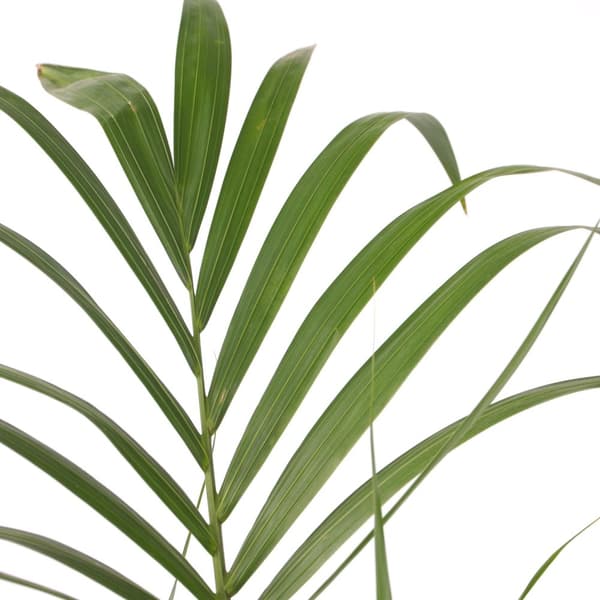 Kentiapalme - Howea forsteriana - Højde 90-100cm - ⌀18cm