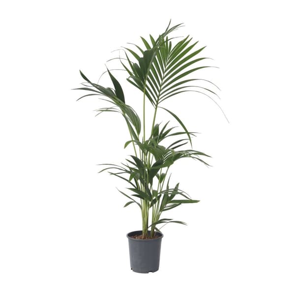 Kentiapalme - Howea forsteriana - Højde 90-100cm - ⌀18cm