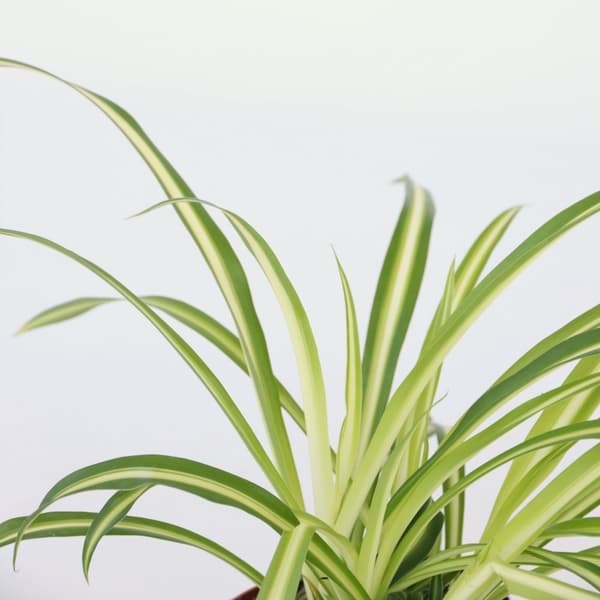 Klorofytum - Set om 6 - Chlorophytum comosum 'Atlantic' - Höjd 25-40cm - ⌀12cm