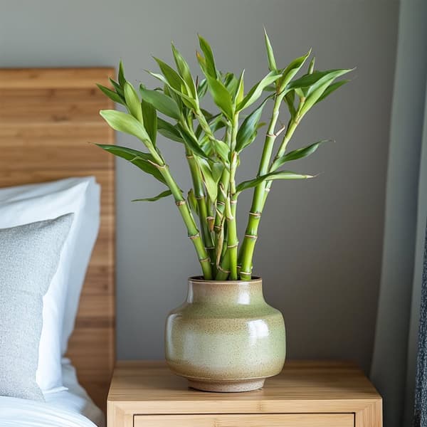 Lykkebambus - Sæt med 12 - Dracaena sanderiana - Højde 40-50cm - ⌀2cm
