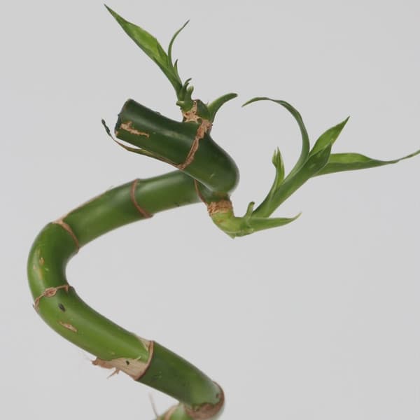 Lykkebambus - Sæt med 12 - Dracaena sanderiana - Højde 40-50cm - ⌀2cm