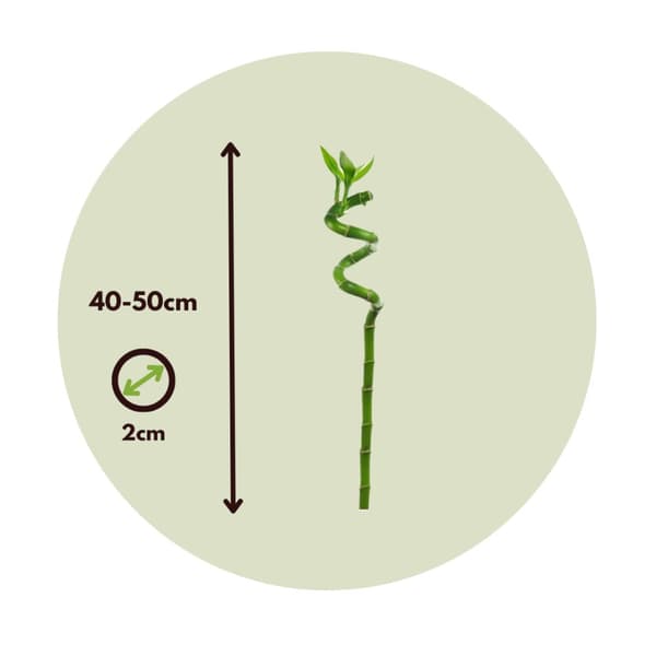 Lykkebambus - Sæt med 12 - Dracaena sanderiana - Højde 40-50cm - ⌀2cm