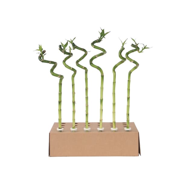 Lykkebambus - Sæt med 12 - Dracaena sanderiana - Højde 40-50cm - ⌀2cm