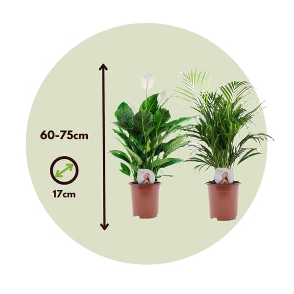 Grön Duo - Set om 2 - Spathiphyllum, Dypsis - Höjd 60-75cm - ⌀17cm
