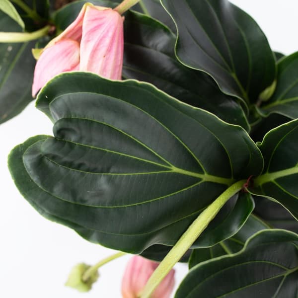 Rosendrue - Sæt med 2 - Medinilla magnifica - Højde 40-50cm - ⌀17cm