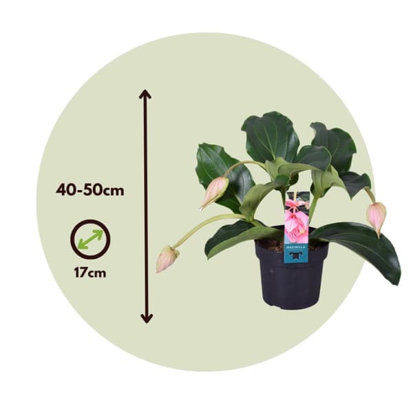 Rosendrue - Medinilla magnifica - Højde 40-50cm - ⌀17cm