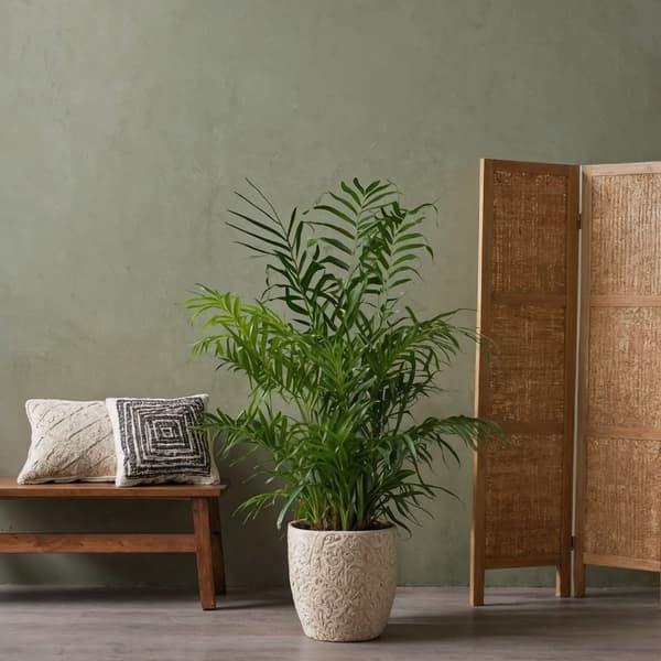 Mini inomhus palmen - Sæt med 2 - Dypsis Chamaedorea - Højde 25-40cm - ⌀12cm