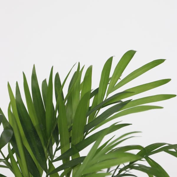Mini inomhus palmen - Sæt med 2 - Dypsis Chamaedorea - Højde 25-40cm - ⌀12cm