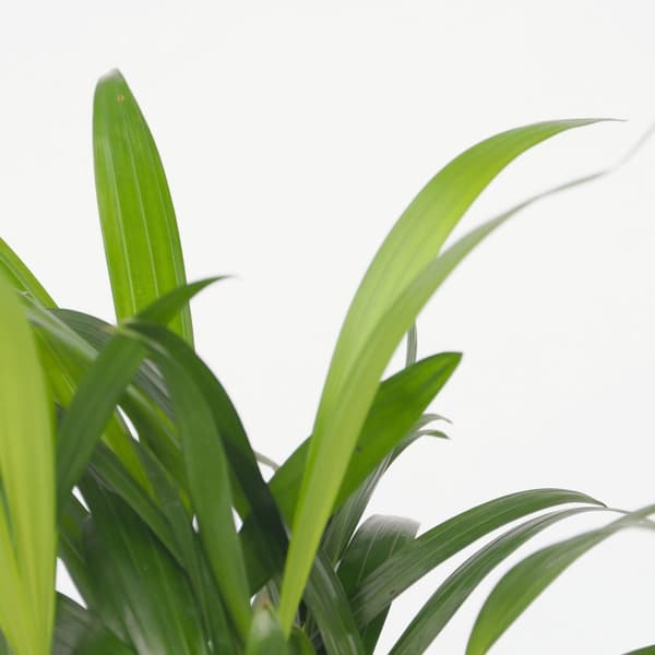 Mini inomhus palmen - Sæt med 2 - Dypsis Chamaedorea - Højde 25-40cm - ⌀12cm