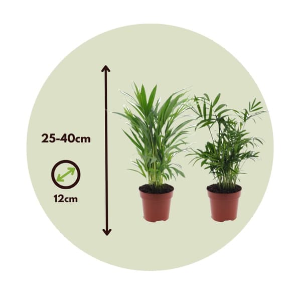 Mini inomhus palmen - Sæt med 2 - Dypsis Chamaedorea - Højde 25-40cm - ⌀12cm