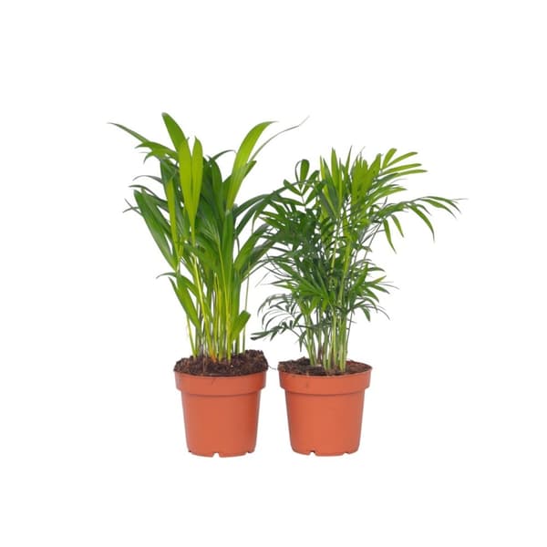Mini inomhus palmen - Sæt med 2 - Dypsis Chamaedorea - Højde 25-40cm - ⌀12cm