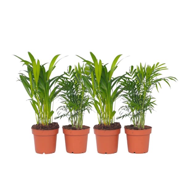 Mini inomhus palmen - Set om 4 - Dypsis, Chamaedorea - Höjd 25-40cm - ⌀12cm