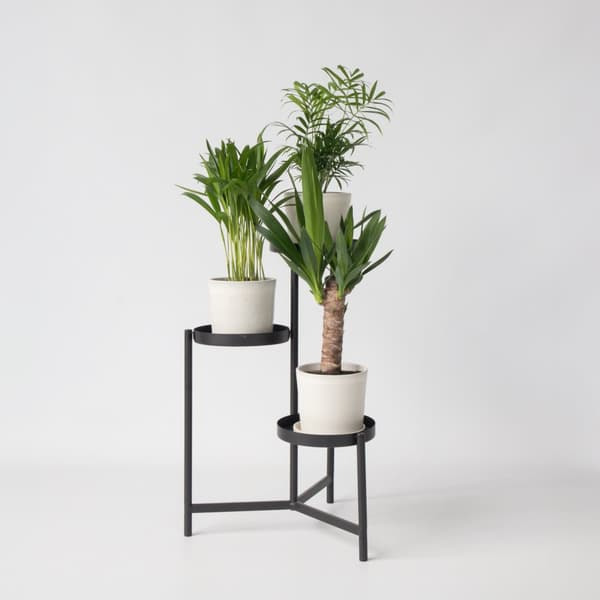 Mini inomhus Palmmix 3 - Areca, Chamaedorea, Yucca - ø12cm - Højde 25-40cm