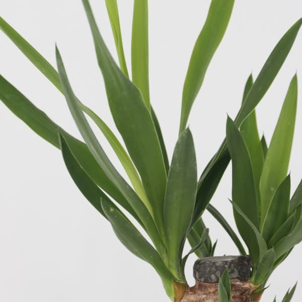 Mini inomhus Palmmix 3 - Areca, Chamaedorea, Yucca - ø12cm - Højde 25-40cm