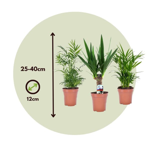 Mini inomhus Palmmix 3 - Areca, Chamaedorea, Yucca - ø12cm - Højde 25-40cm