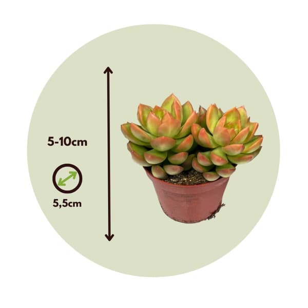 Mini suckulenter - Set om 6 - Succulent Mix - Höjd 5-10cm - ⌀5,5cm