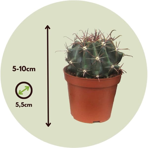 Pienet kaktukset - 6 kpl. - Kaktus - Korkeus 5-10cm - ⌀5,5cm