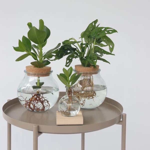 Monstera i kom - Monstera adansonii 'Monkey Mask' - Höjd 25-35cm - ⌀20cm