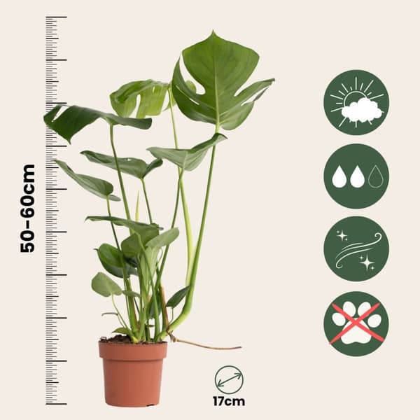 Hålväxt - Set om 2 - Monstera deliciosa - Höjd 50-60cm - ⌀17cm