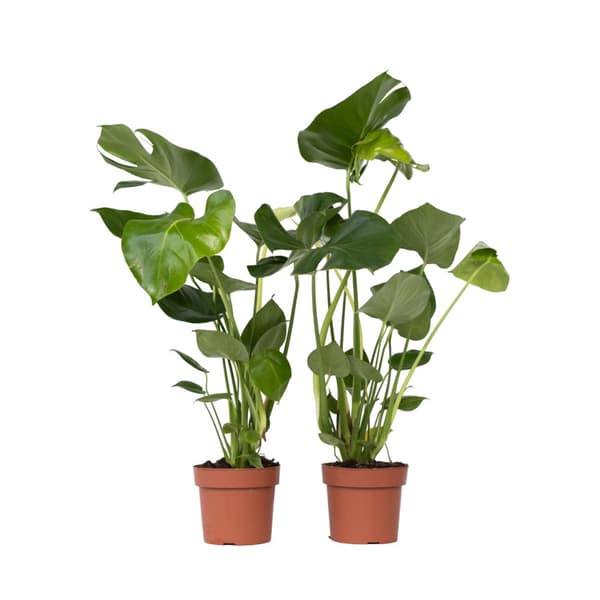 Hålväxt - Set om 2 - Monstera deliciosa - Höjd 50-60cm - ⌀17cm