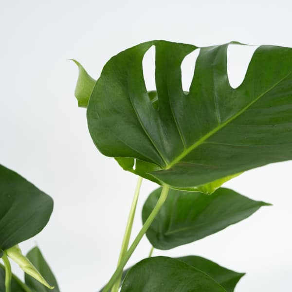 Fingerphilodendron - Monstera deliciosa - Højde 50-60cm - ⌀17cm