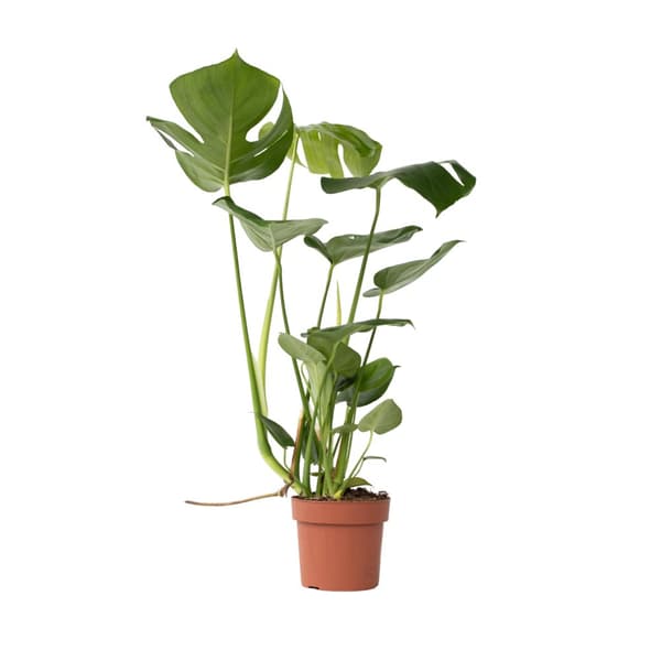 Hålväxt - Monstera deliciosa - Höjd 50-60cm - ⌀17cm