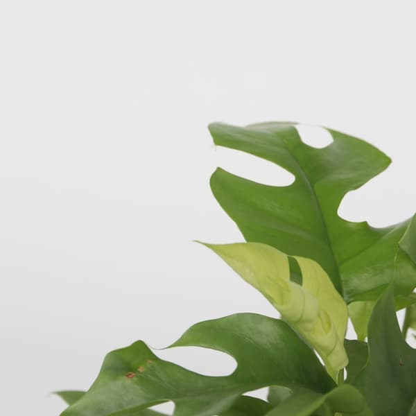 Hålväxt - Set om 2 - Rhaphidophora tetrasperma - Höjd 20-30cm - ⌀12cm