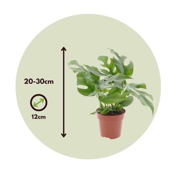 Hålväxt - Set om 2 - Rhaphidophora tetrasperma - Höjd 20-30cm - ⌀12cm
