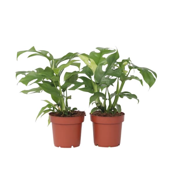 Hålväxt - Set om 2 - Rhaphidophora tetrasperma - Höjd 20-30cm - ⌀12cm