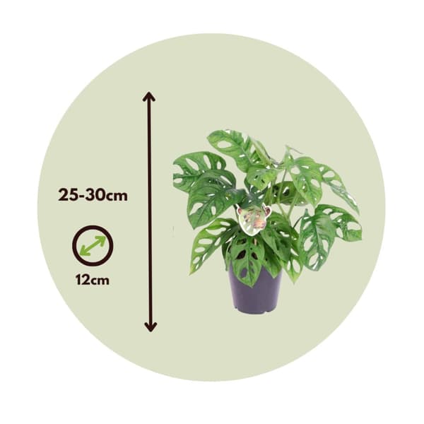 Monstera - Sæt med 2 - Monstera adansonii 'Monkey Mask' - Højde 25-30cm - ⌀12cm