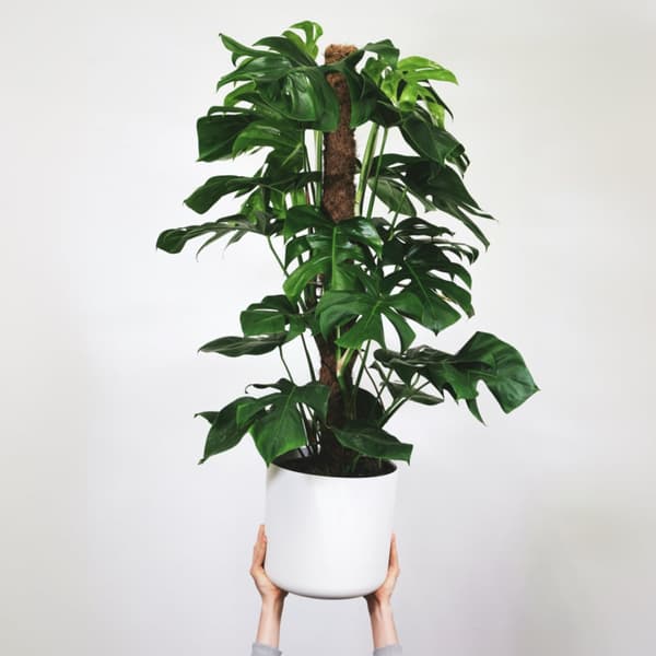 Mini juustomonstera - 2 kpl - Monstera 'Monkey Mask' - Korkeus 60-70 cm - ⌀16 cm