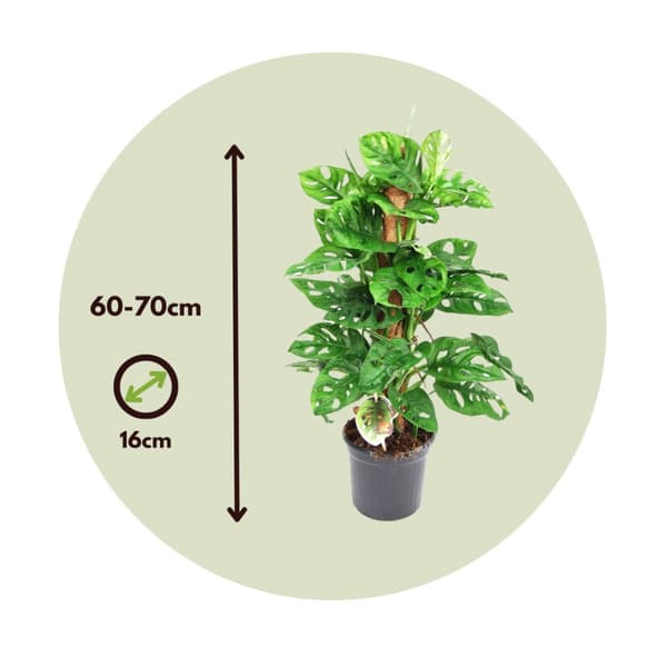 Mini juustomonstera - 2 kpl - Monstera 'Monkey Mask' - Korkeus 60-70 cm - ⌀16 cm