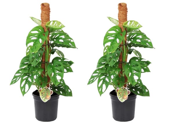 Mini juustomonstera - 2 kpl - Monstera 'Monkey Mask' - Korkeus 60-70 cm - ⌀16 cm