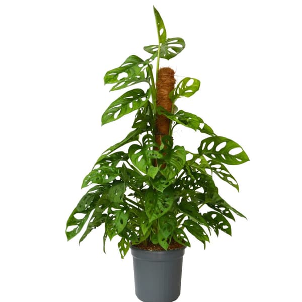 Hålväxt - Monstera adansonii 'Monkey Mask' - Höjd 60-70cm - ⌀16cm