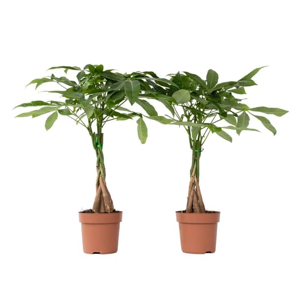 Lykkekastanje - Sæt med 2 - Pachira aquatica - Højde 60-70cm - ⌀17cm