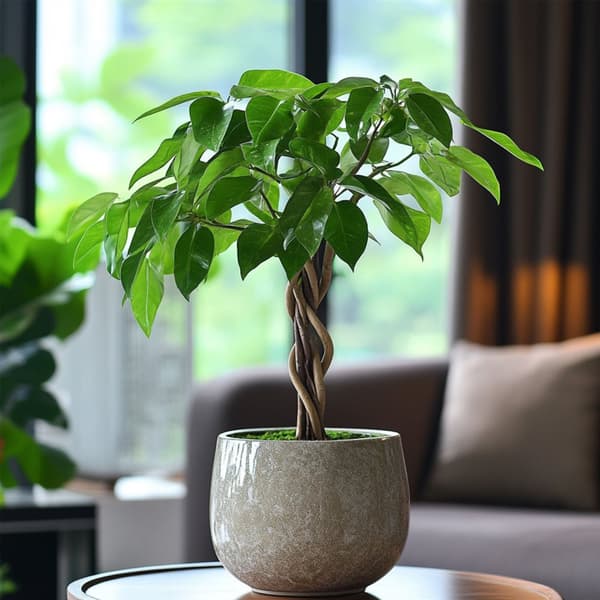 Rahanpuu - Pachira aquatica - Korkeus 60-70 cm - ⌀17 cm