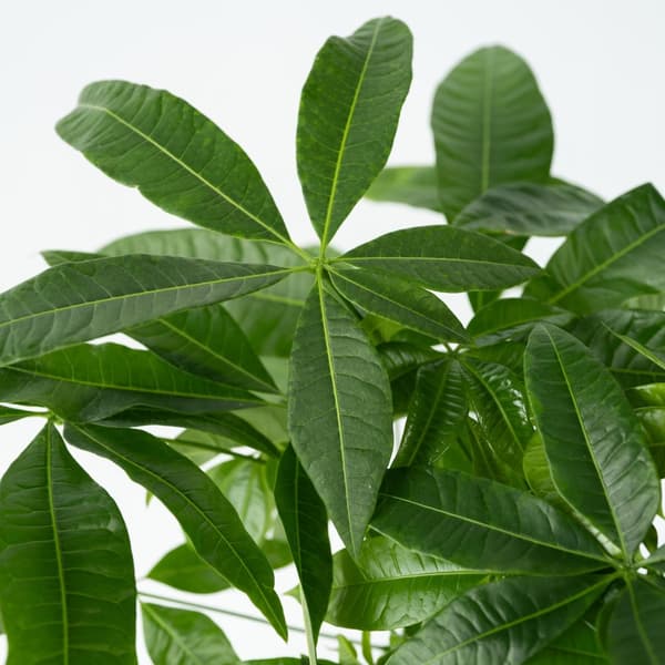 Rahanpuu - Pachira aquatica - Korkeus 60-70 cm - ⌀17 cm