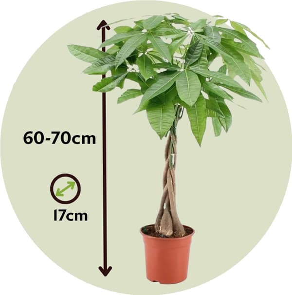 Rahanpuu - Pachira aquatica - Korkeus 60-70 cm - ⌀17 cm