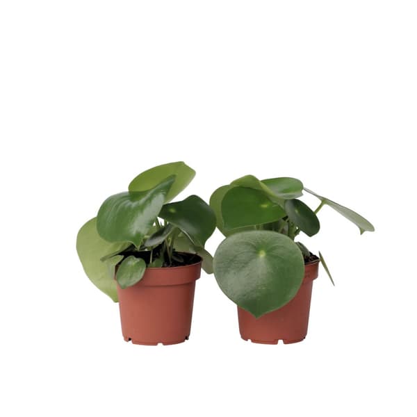 Peperomias - Set om 2 - Peperomia polybotrya - Höjd 20-30cm - ⌀12cm