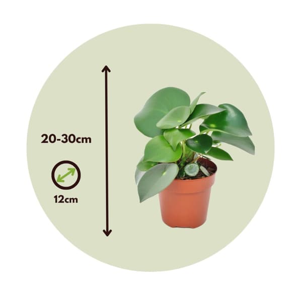 Peperomias - Set om 4 - Peperomia polybotrya - Höjd 20-30cm - ⌀12cm