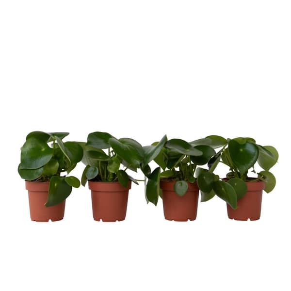 Peperomias - Set om 4 - Peperomia polybotrya - Höjd 20-30cm - ⌀12cm