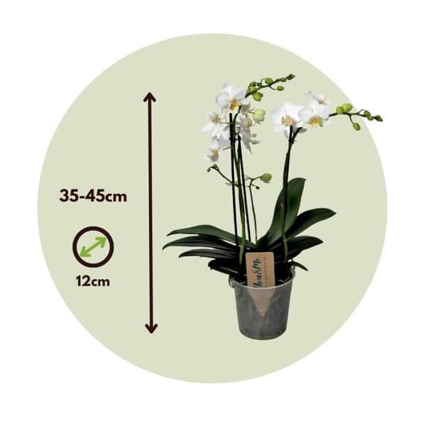 Brudorkidésläktet - Phalaenopsis Multiflora - Höjd 35-45cm - ⌀12cm