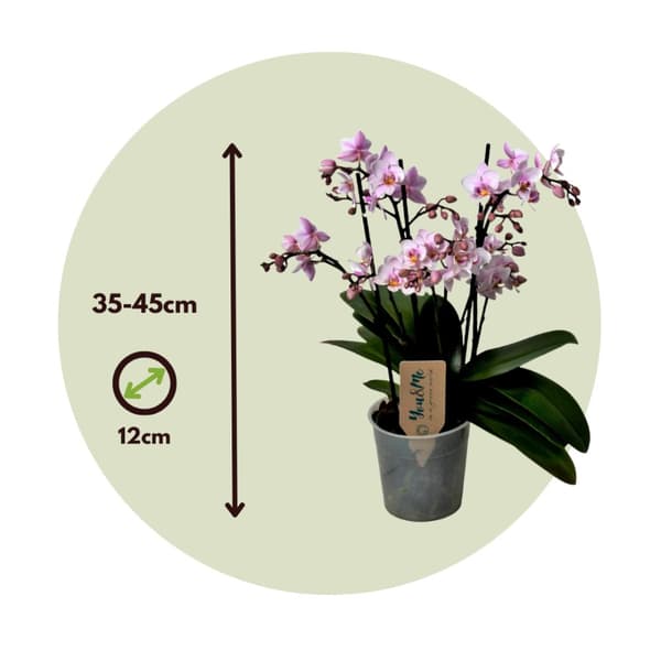 Brudorkidésläktet - Phalaenopsis Multiflora - Höjd 35-45cm - ⌀12cm