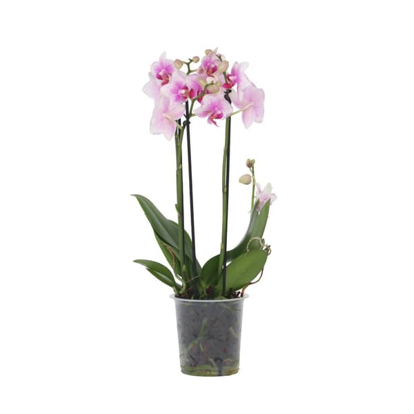 Phalaenopsis-orkidé - Phalaenopsis Multiflora - Højde 35-45cm - ⌀12cm