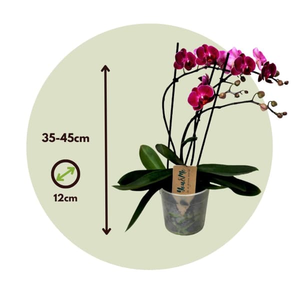 Brudorkidésläktet - Phalaenopsis Multiflora - Höjd 35-45cm - ⌀12cm