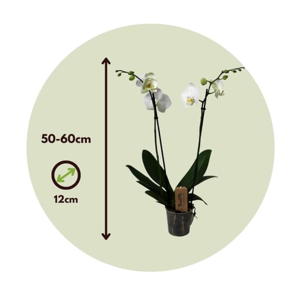 Phalaenopsis-orkidé - Phalaenopsis - Højde 50-60cm - ⌀12cm
