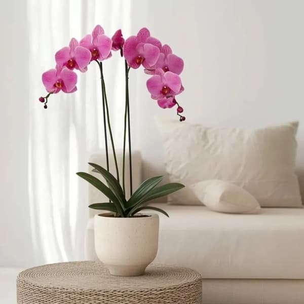 Brudorkidésläktet - Phalaenopsis - Höjd 50-60cm - ⌀12cm