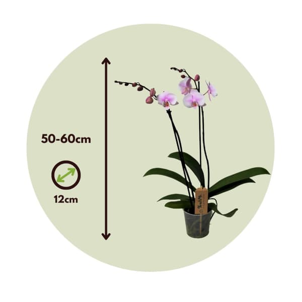 Phalaenopsis-orkidé - Phalaenopsis - Højde 50-60cm - ⌀12cm