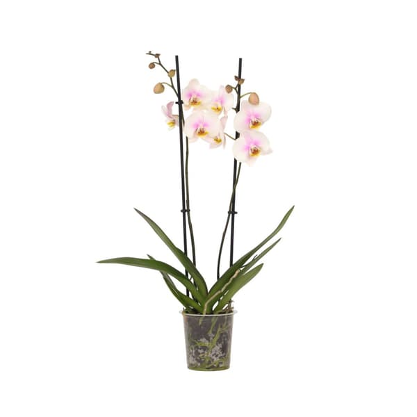 Brudorkidésläktet - Phalaenopsis - Höjd 50-60cm - ⌀12cm