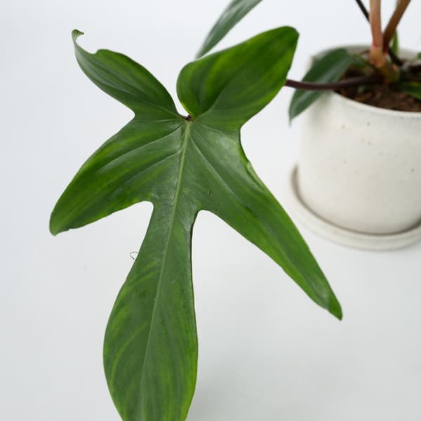 Sydänkasvi - 2 kpl - Philodendron 'Florida Green' - Korkeus 20-30cm - ⌀12cm